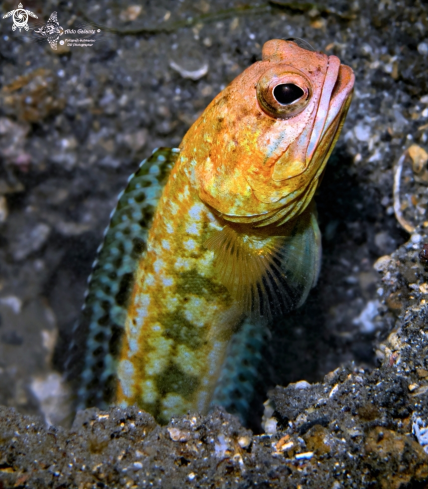 A Jawfish