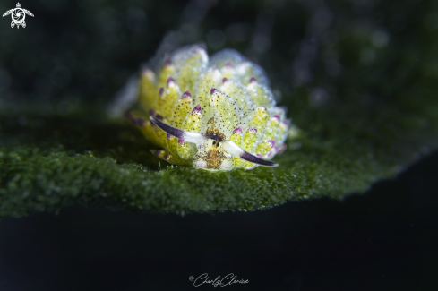 A Costasiella kuroshimae | Sheep Nudi