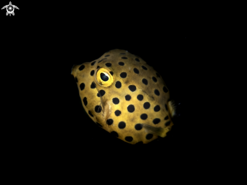 A Yellow Boxfish