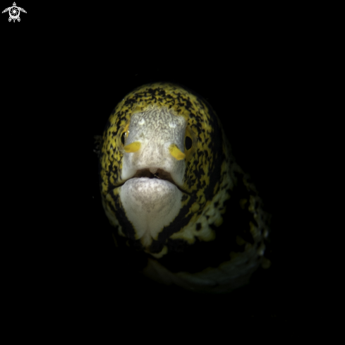 A Snowflake Moray