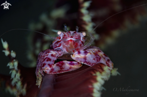 A Soft Coral Porcelain Crab (Lissoporcellana nakasonei)