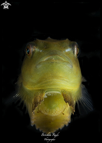 A Lumpfish