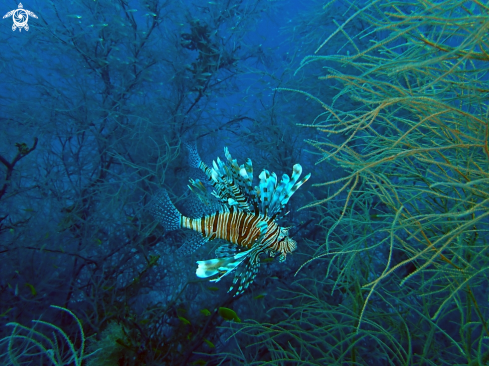 A Pterois volitans | Pesce Leone 