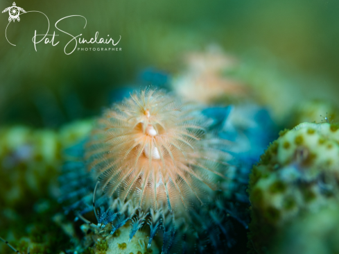 A Christmas Tree Worm