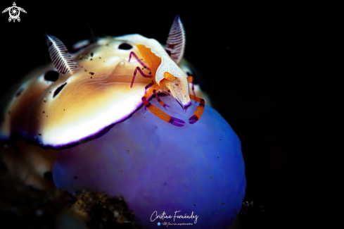 A Nudibranch