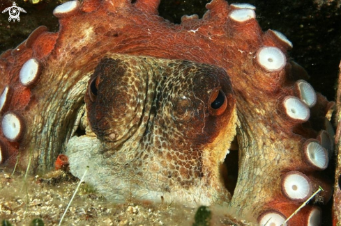 A Octopus vulgaris | Polpo