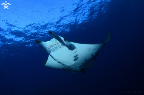 A Chilean Devil Ray