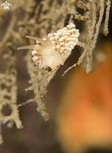 A Eubranchus tricolor | Eubranchus tricolor