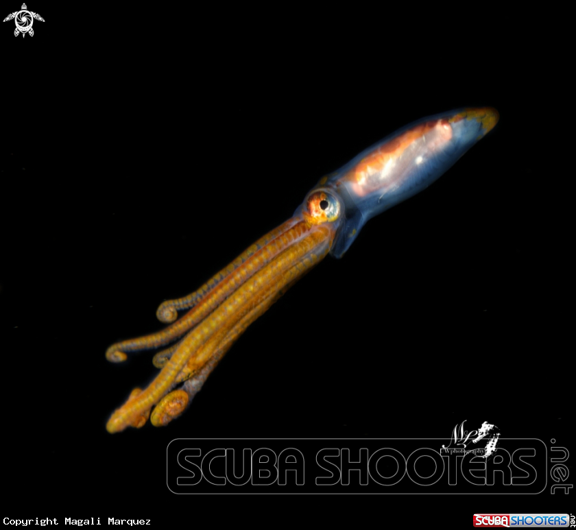 A Longarm Octopus 