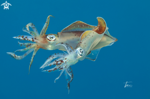 A Sepioteuthis sepioidea | Caribbean Reef Squid