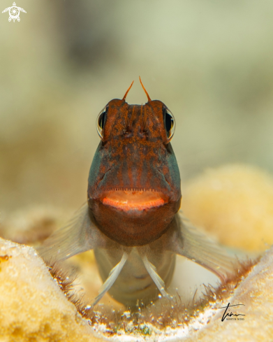 A Ophioblennius macclurei | Red-Mouth Blennie