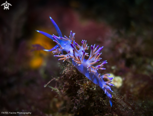 A Flabellina affinis