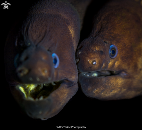 A Moray eel