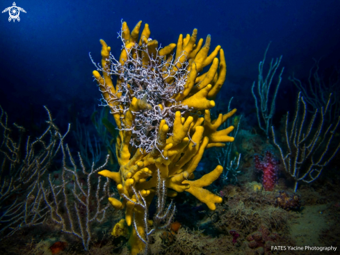 A Axinella polypoides & Astrospartus mediterraneus | Axinelle & Gorgonocéphale 