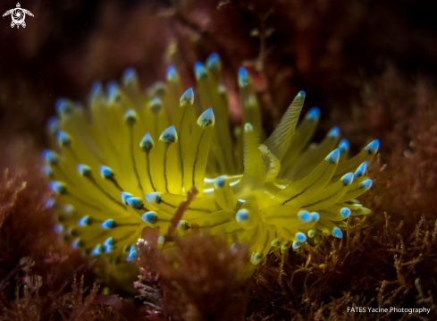 A Antiopella cristata | (delle Chiaje, 1841) | ANTIOPELLE