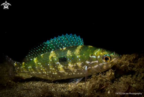 A Spicara maena | (Linnaeus, 1758) | Mendole