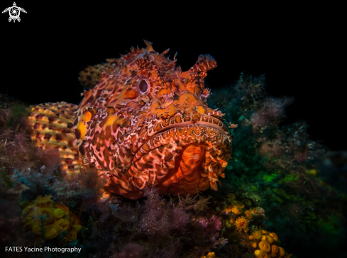 A big red lionfish