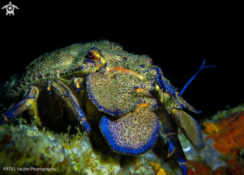 A Scyllarus arctus | (Linnaeus, 1758) |  Sea Cicada