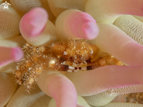 A Banded Clinging Crab