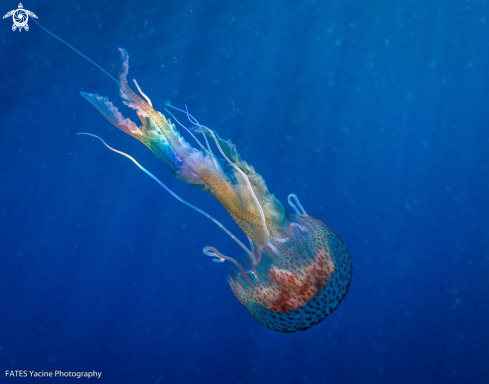 A Pelagia noctiluca | (Forsskål, 1775) | Jellyfish