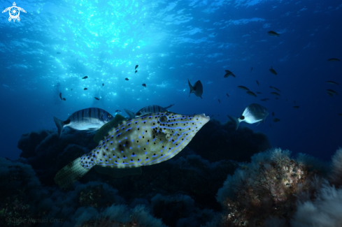 A Aluterus scriptus | Scribbled Leatherjacket Filefish