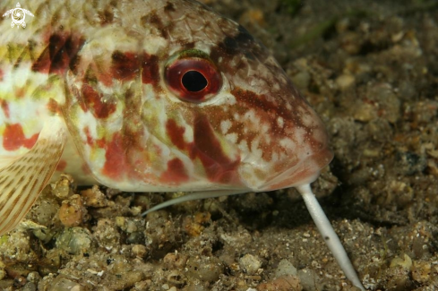 A Mullus surmuletus | Triglia di scoglio