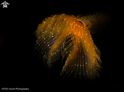 A Protula tubularia | (Montagu, 1803) | PROTULE LISSE