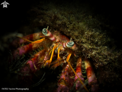 A Pagurus bernhardus | (Linnaeus, 1758) | hermit crab