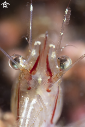 A Rockpool shrimp