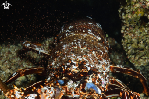 A Panulirus echinatus | Langosta Herreña