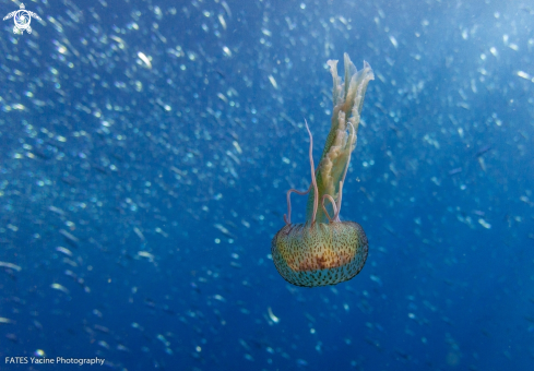 A Pelagia noctiluca | (Forsskål, 1775)  | Jellyfish 