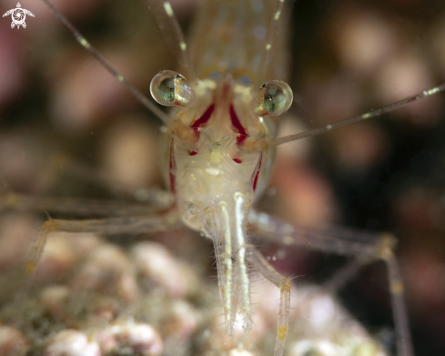 A Rockpool shrimp