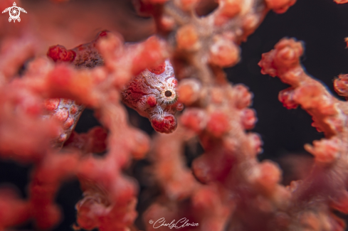 A Hippocampus bargibanti | Bargibanti Pigmy Seahorse