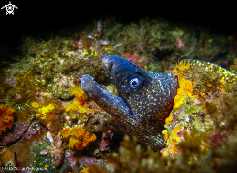 A Muraena helena | Linnaeus, 1758  | moray eel