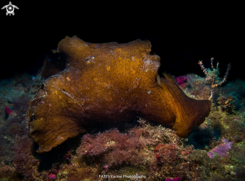 A Aplysia fasciata | (Poiret, 1789) | Sea ​​hare