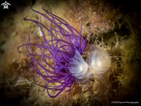 A cerianthe & phoronis australis | cerianthe & phoronis australis