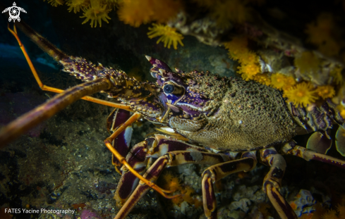 A Palinurus elephas | (Fabricius, 1787) | Lobster