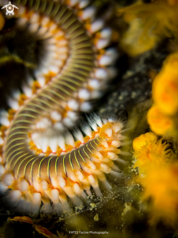 A Hermodice carunculata | (Pallas, 1766) | Fire worm