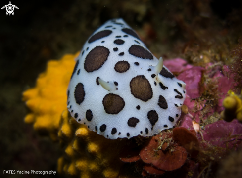 A Peltodoris atromaculata | Bergh, 1880 | Dalmatian Nudibranch