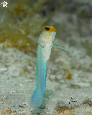 A Yellowhead Jawfish