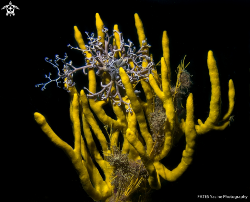 A Axinella polypoides | Schmidt, 1862 | Axinelle & Gorgonocéphale 