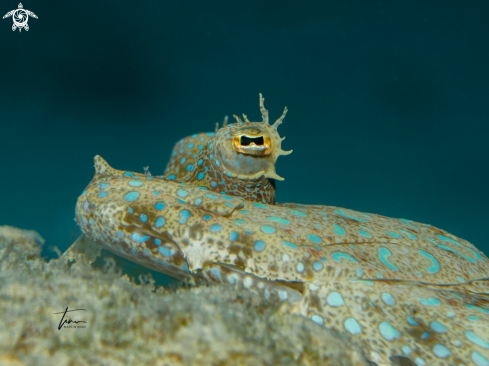 A Peacock Flounder