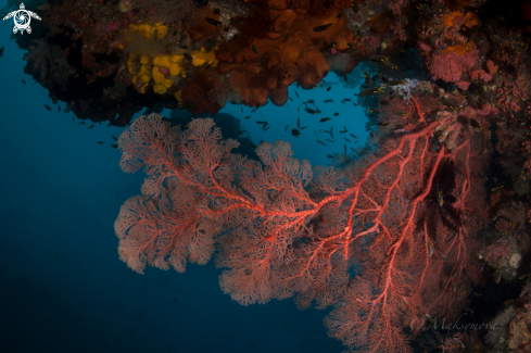 A Amazing underwater world of Raja Ampat