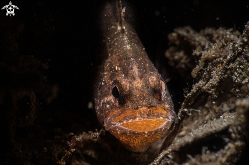 A Cardinalfish