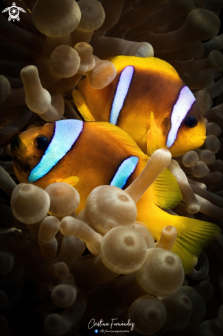 A Clownfish