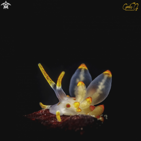 A AMPHORINA FARRANI | Nudibranch