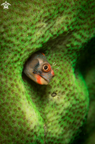 A Acanthemblemaria castroi | Tube blenny