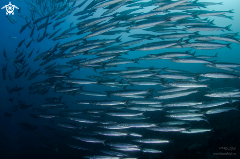 A Barracudas