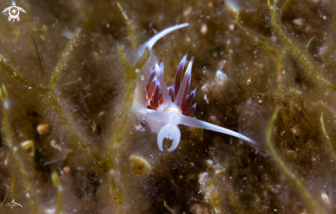 A Cratena peregrina