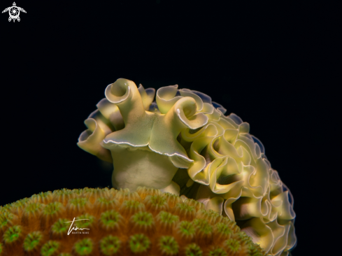 Lettuce Sea Slug